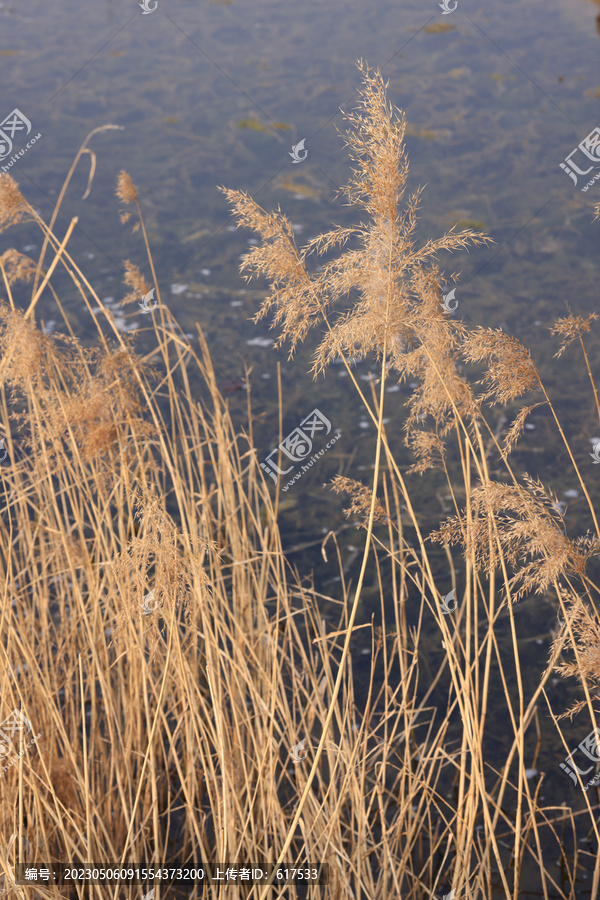 河边芦苇