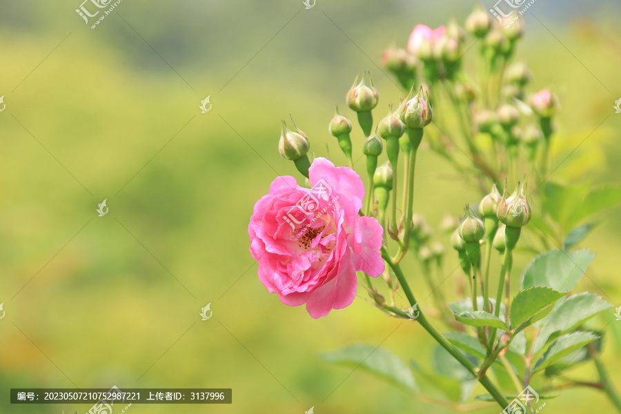 蔷薇花素材背景