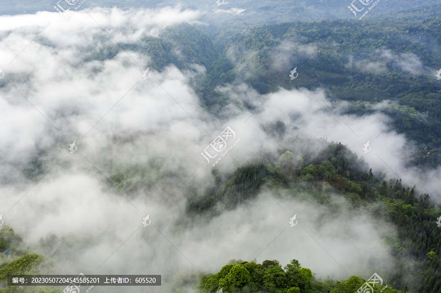 森林树林竹林植被生态云雾飘