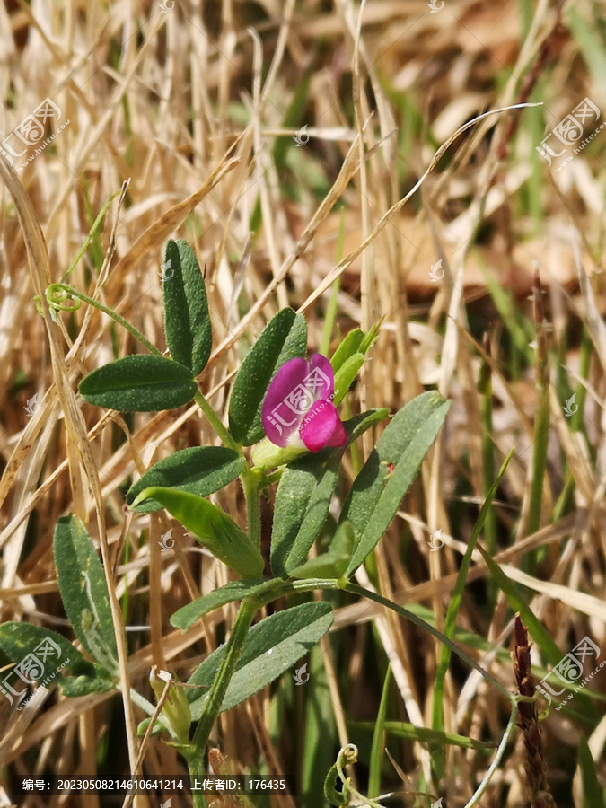 野花