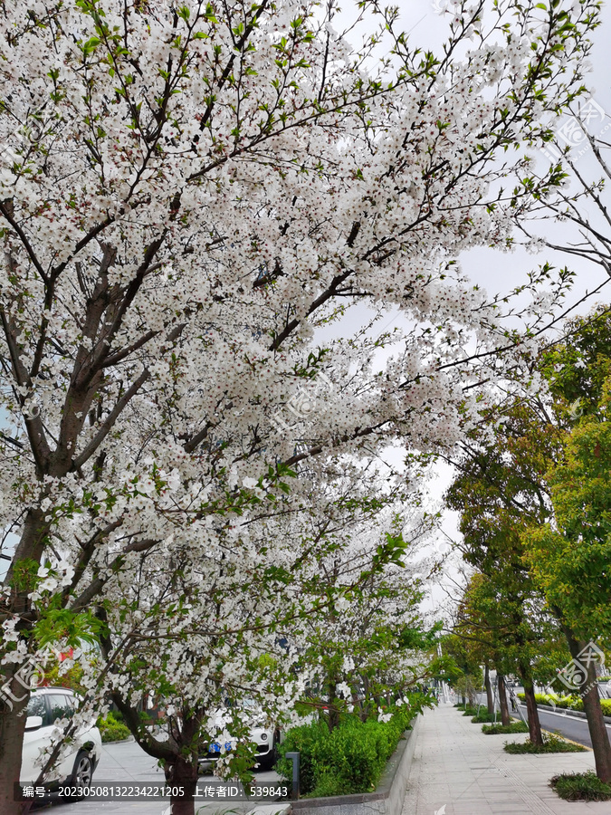 樱花