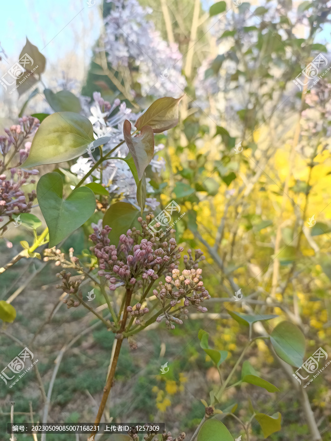 迎春花