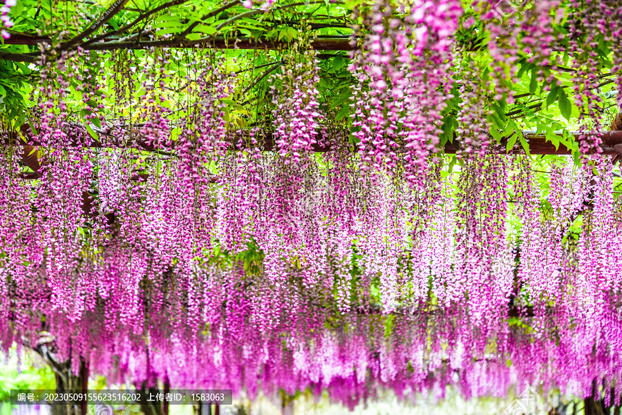 紫藤花架