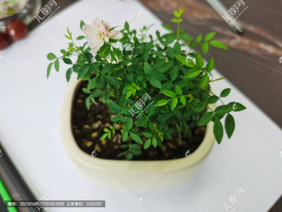 绿色植物