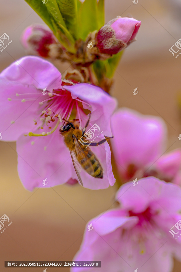 桃花蜜蜂