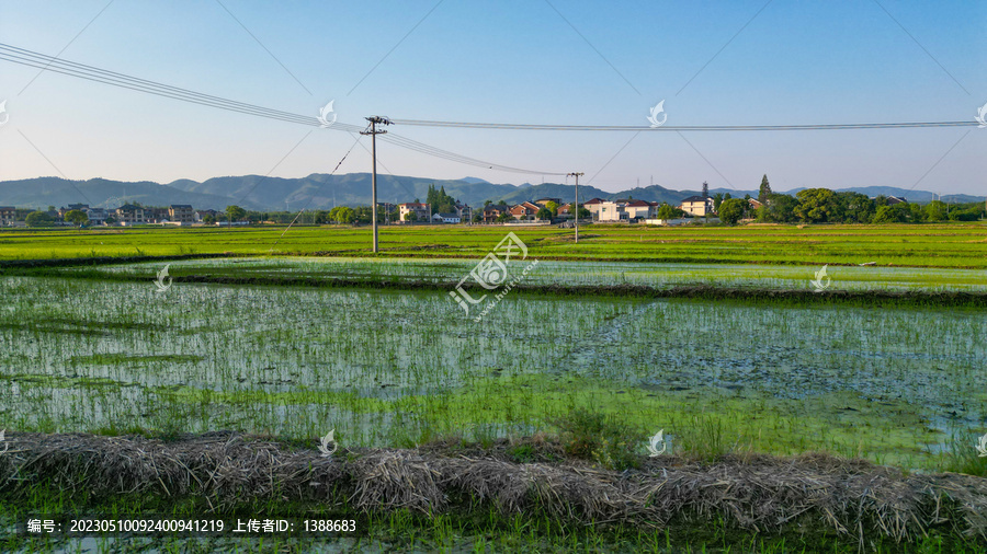 稻田