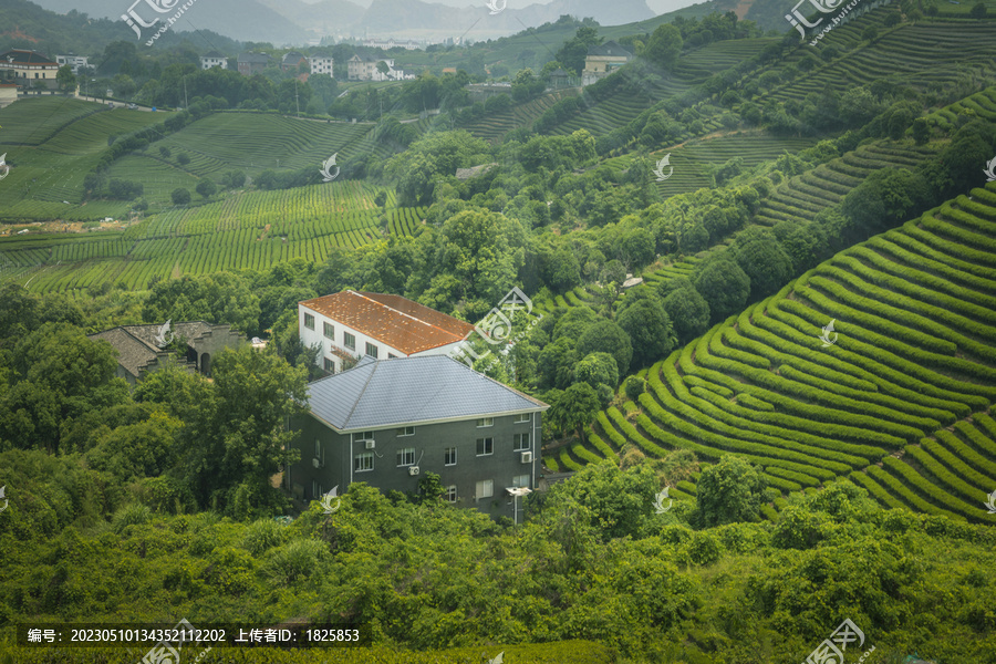 杭州长埭村生态茶园