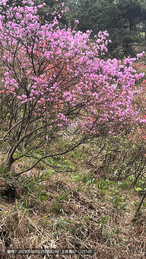 安徽紫金山杜鹃花