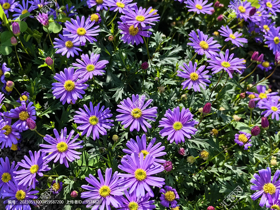 荷兰菊紫色小花