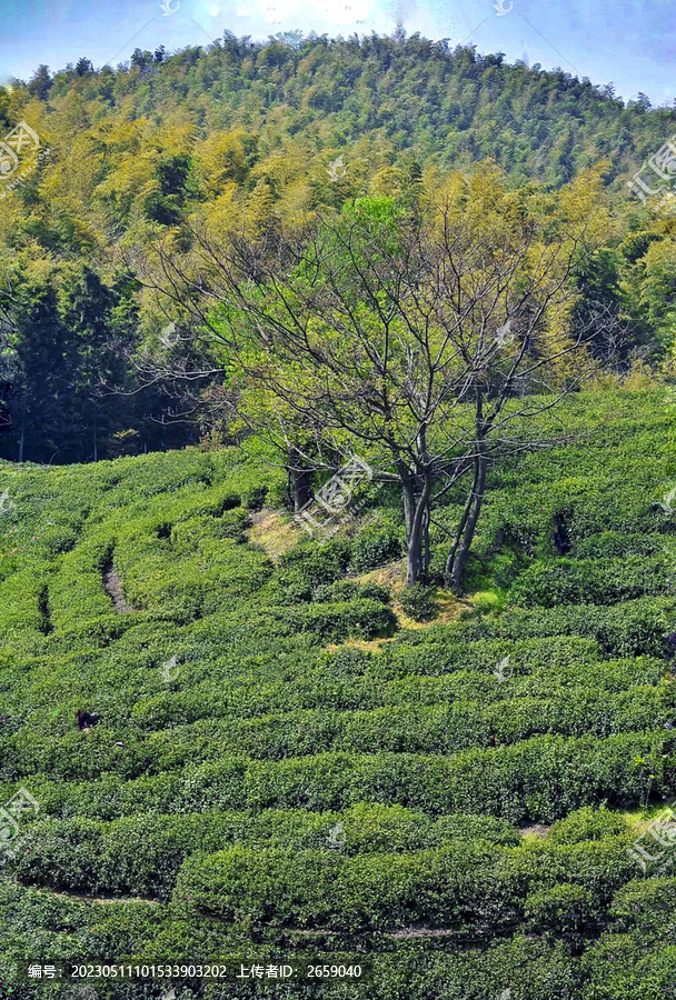 茶山