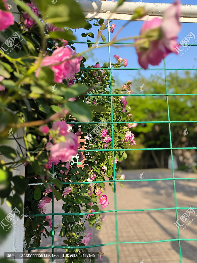 蔷薇与栏杆