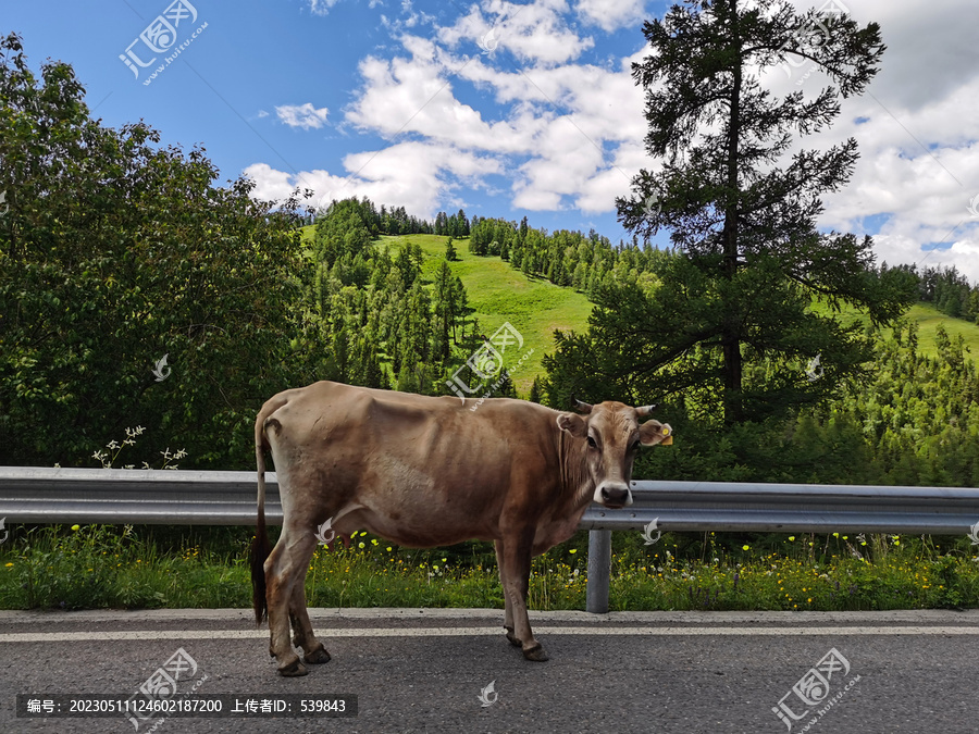 公路上的牛