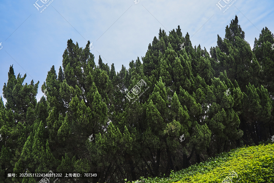 茂密的龙柏树