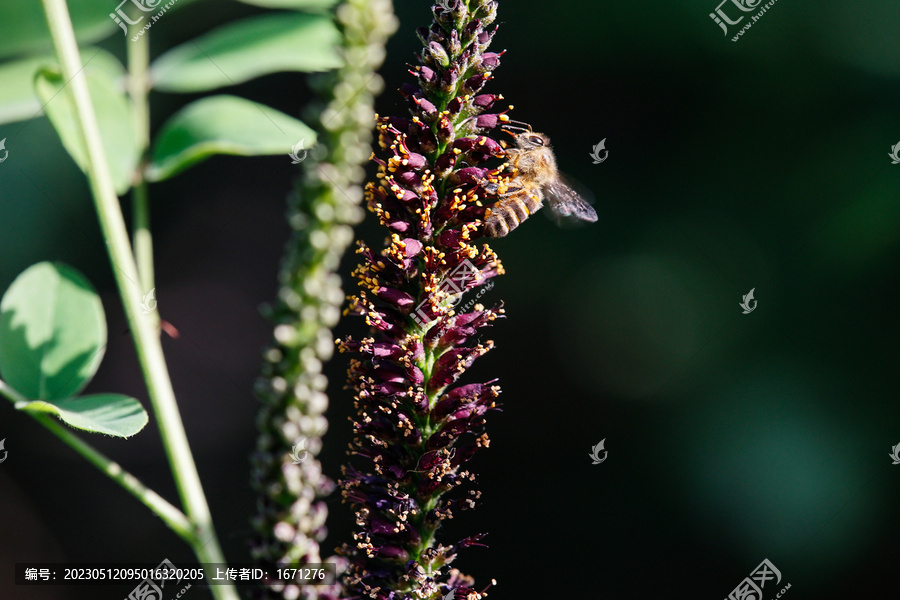 紫穗槐花上的蜜蜂