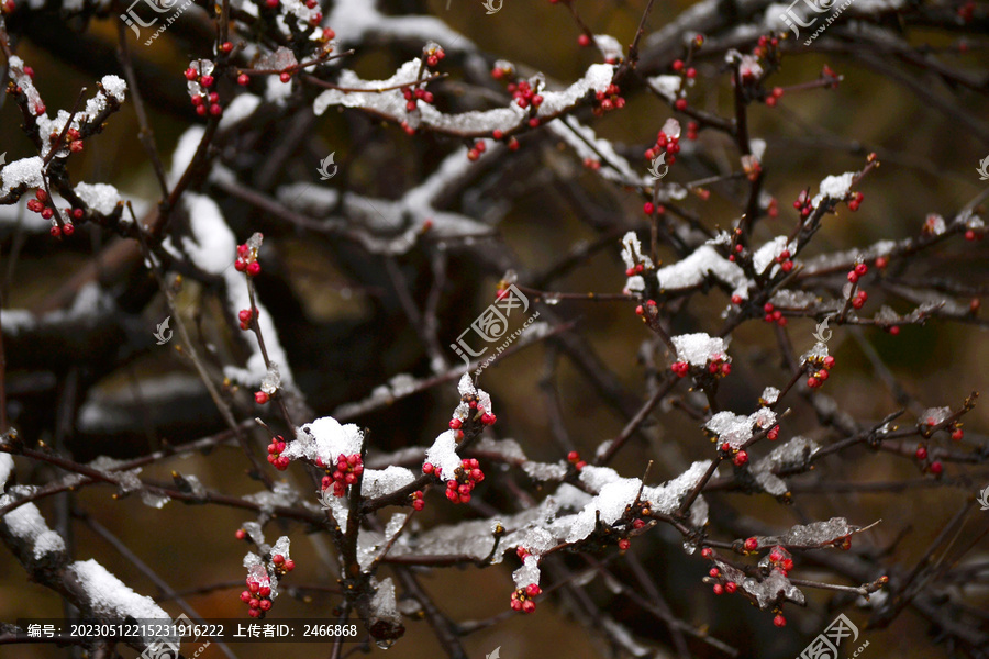 梅花雪