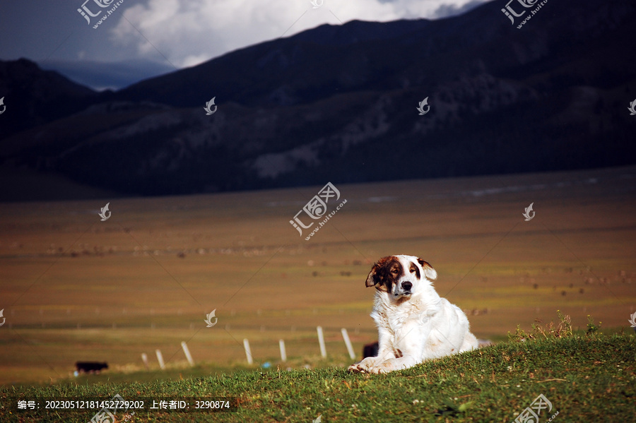 草原有趴着一只白色牧羊犬