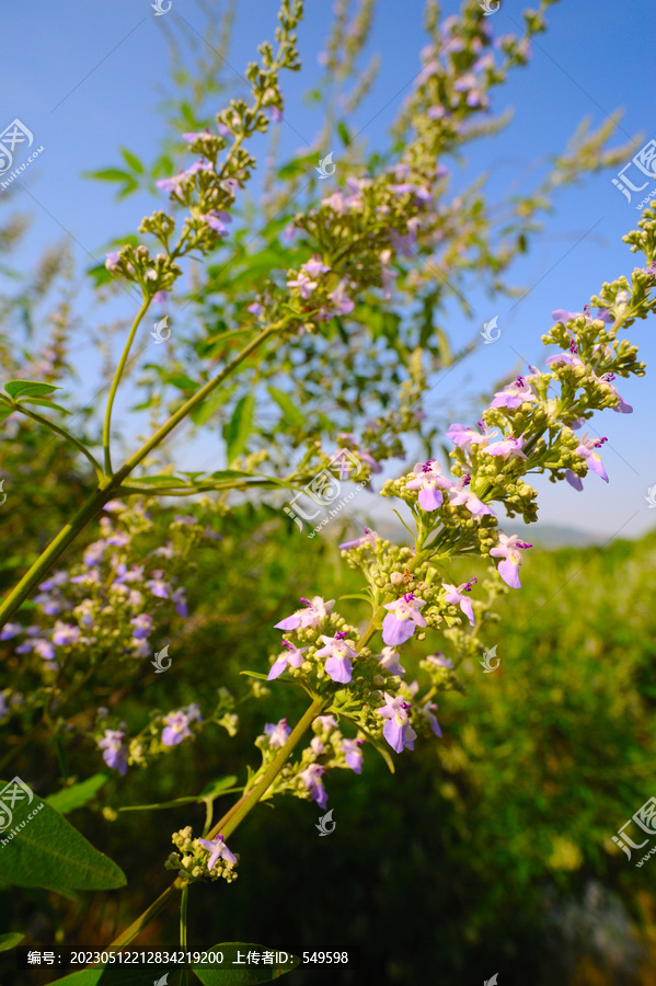 荆条花蜜