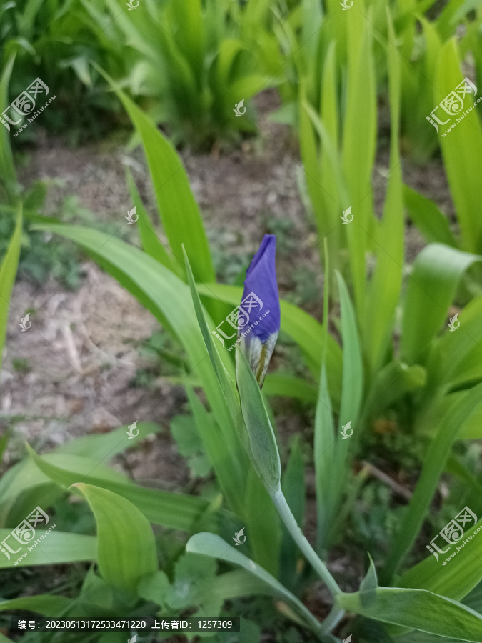 紫蝴蝶兰花