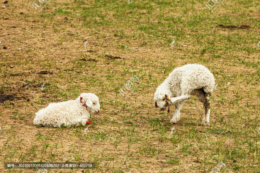 春天草原小羊