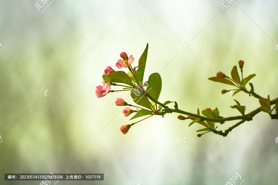 春暖花开