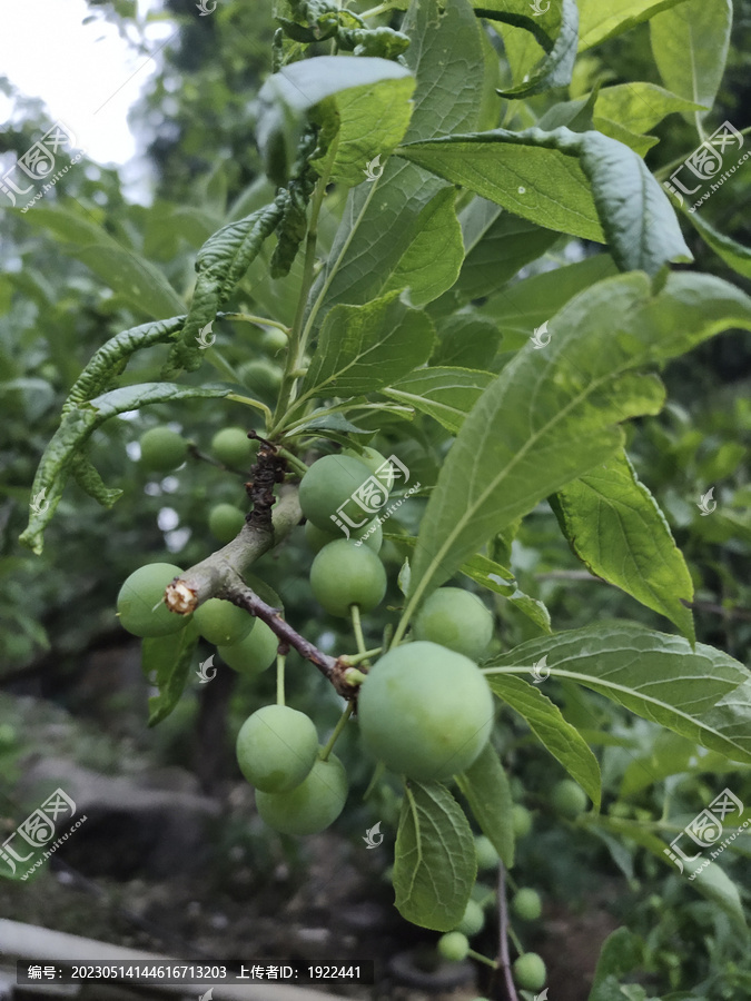 李子特写