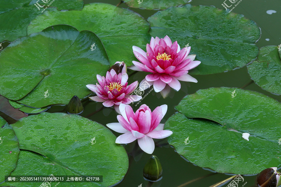 盛夏莲花