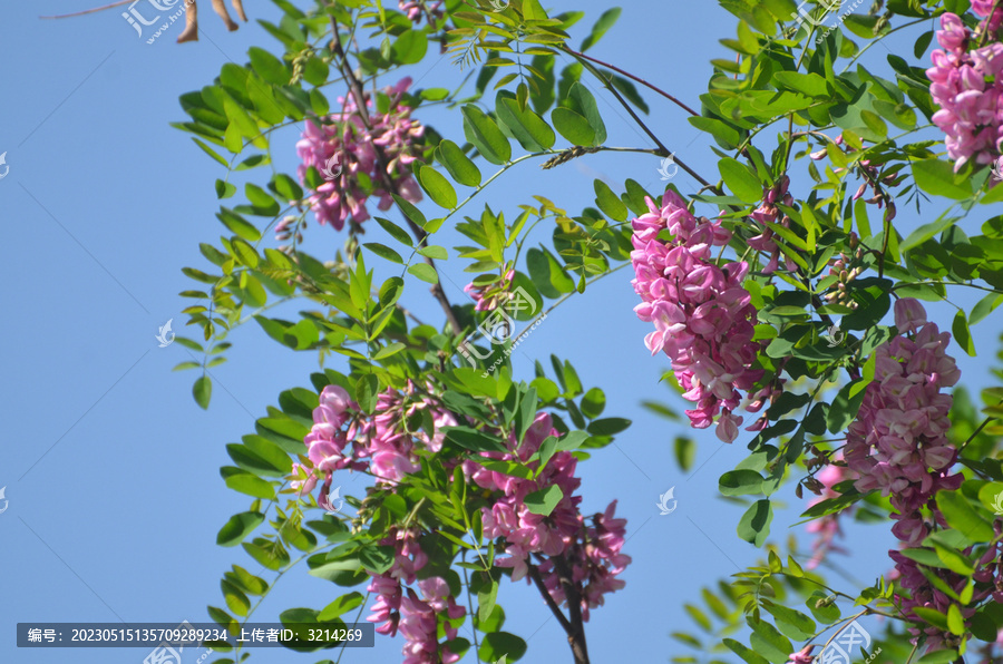 洋槐花素材