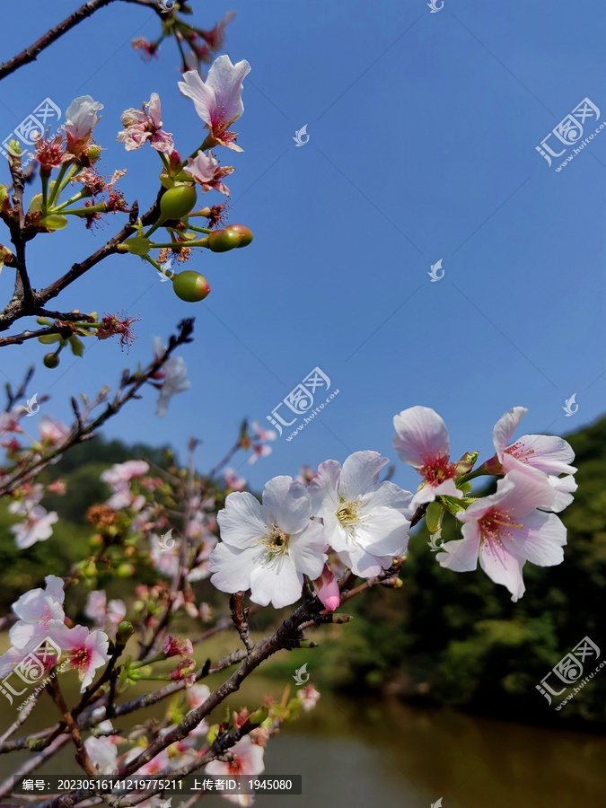 桃花盛开