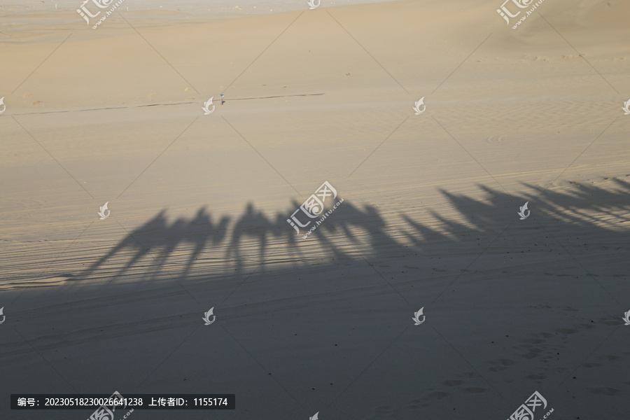 沙漠骆驼倒影