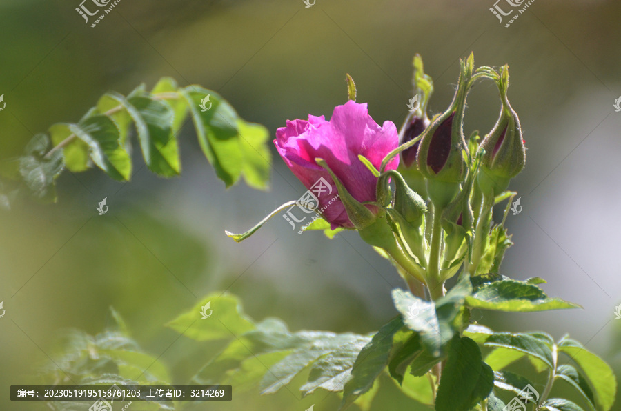 一枝玫瑰花