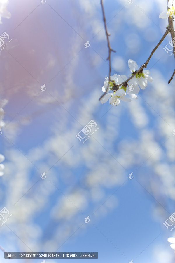 植物园美丽的桃花