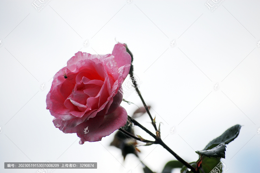 一朵美丽的粉色的蔷薇花