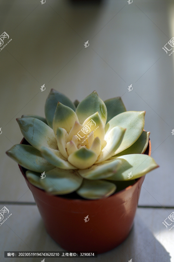 一个可爱的多肉植物