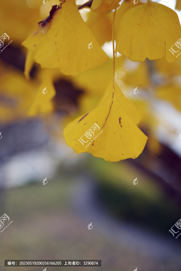 秋天树上黄色的银杏叶