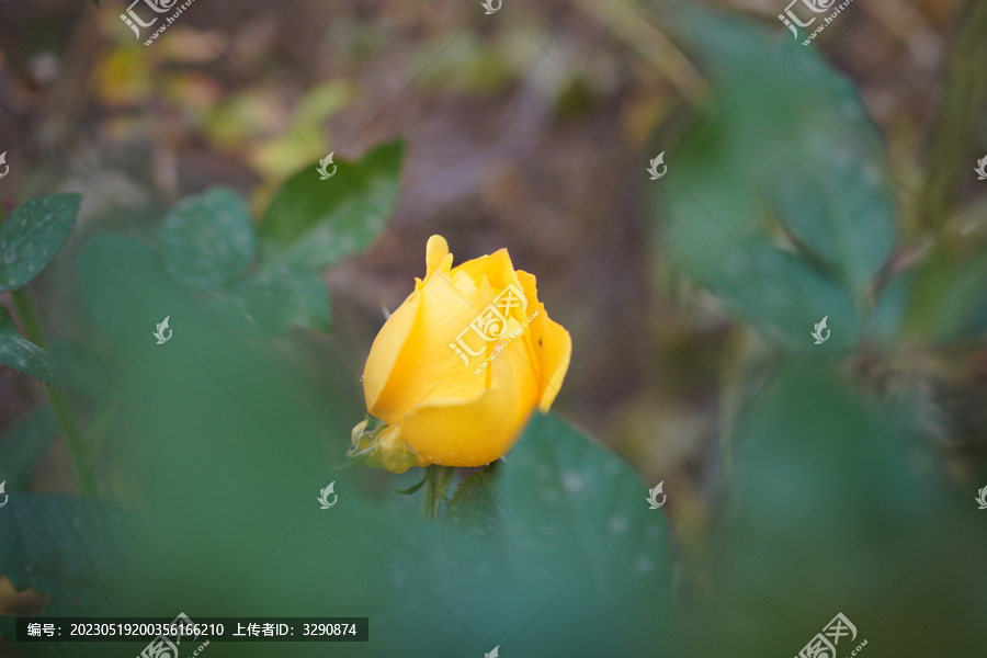 草丛里一朵美丽的黄色的蔷薇花
