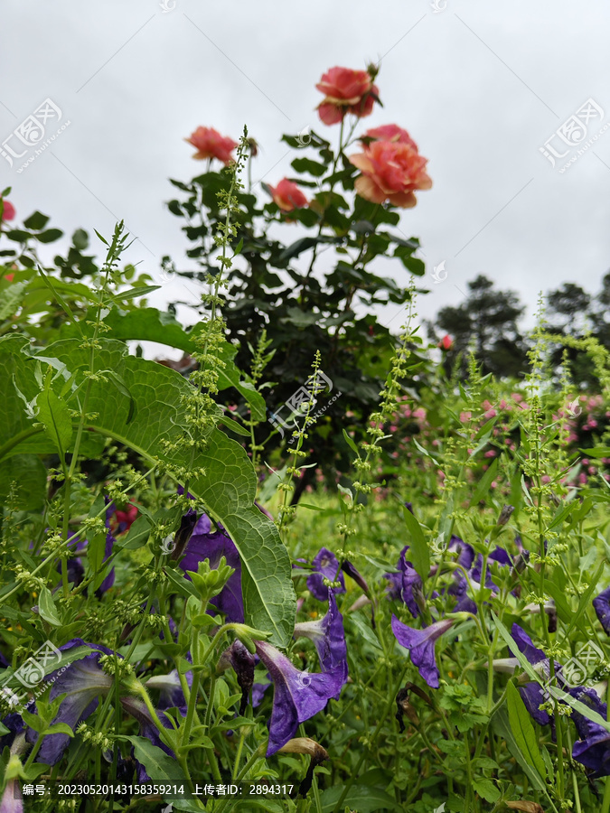 湖南省植物园鲜花