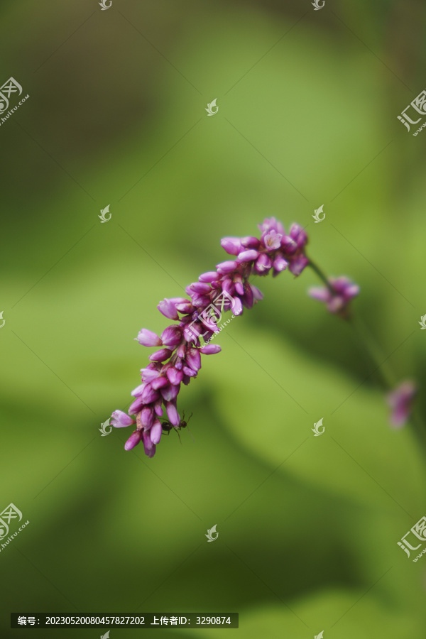 草地里一个美丽的紫色狗尾草