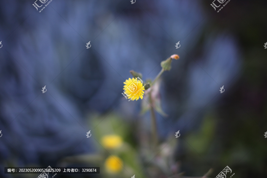 草地上可爱的黄色小花朵