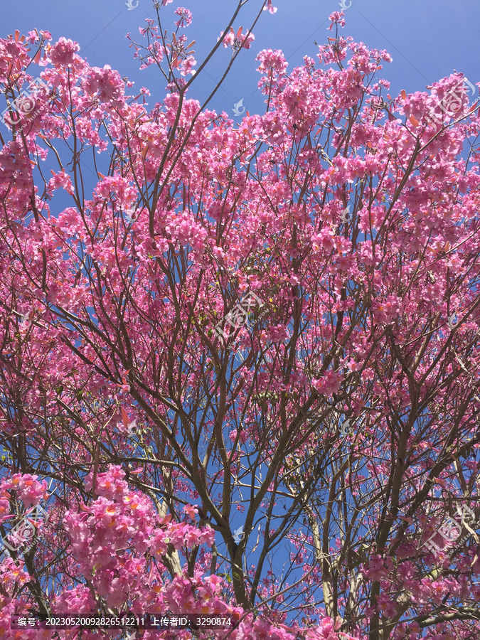 树上美丽的樱花盛开