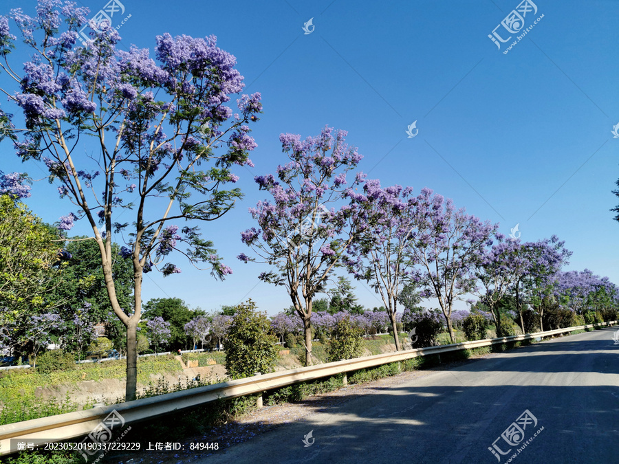 蓝花楹行道树