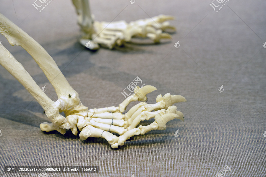 大熊猫骨骼标本