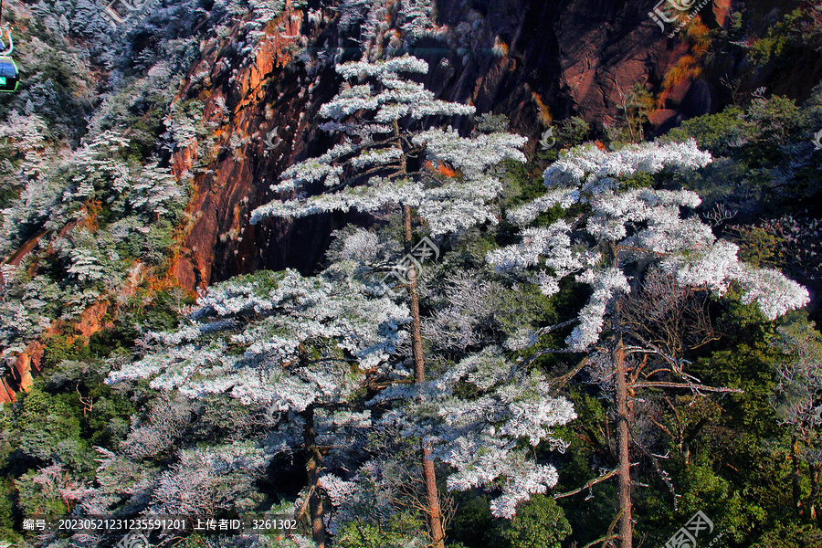 黄山雪松