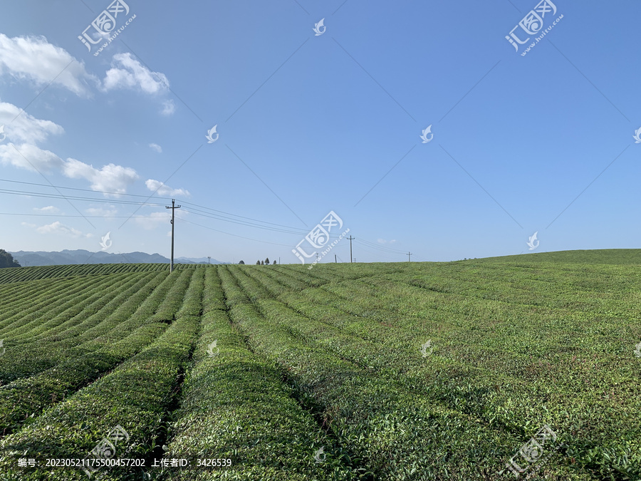 贵州遵义湄潭茶山风景