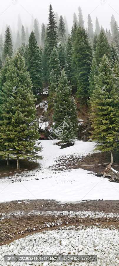 雪岭云杉