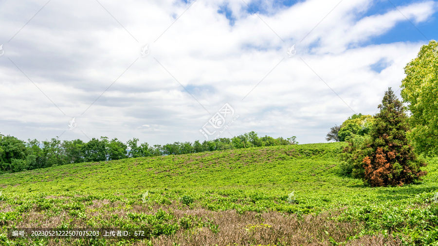 方山茶场