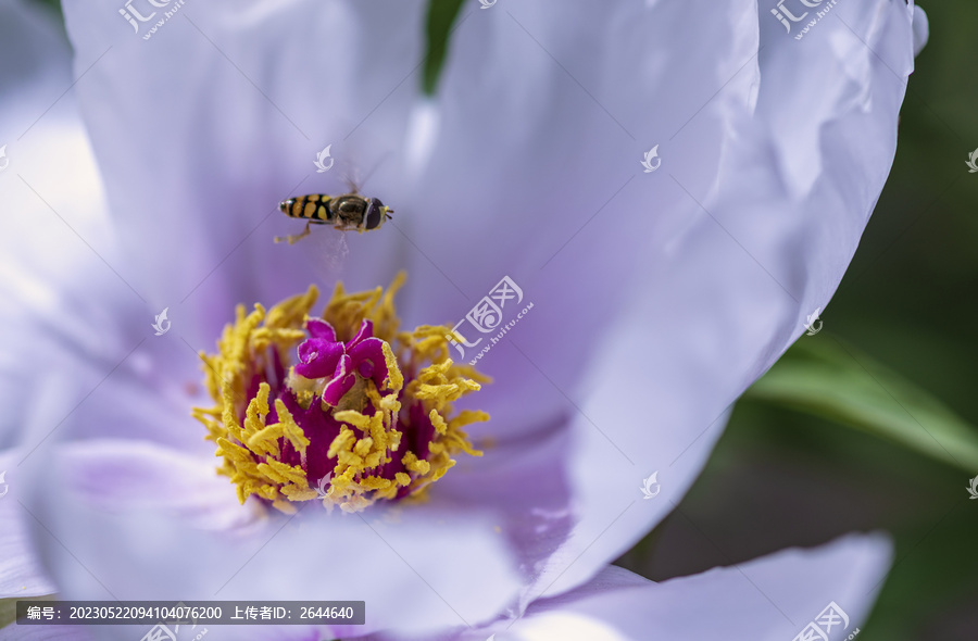 牡丹花蕊与蜜蜂