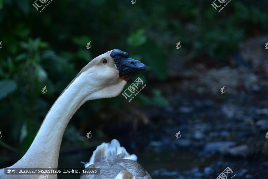 程阳八寨三江侗寨