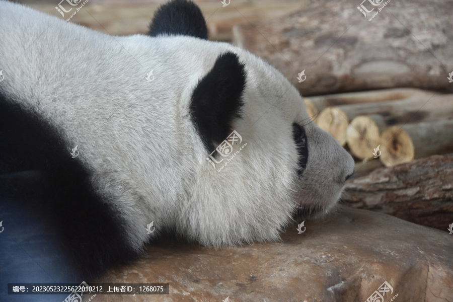 南宁动物园大熊猫绩美