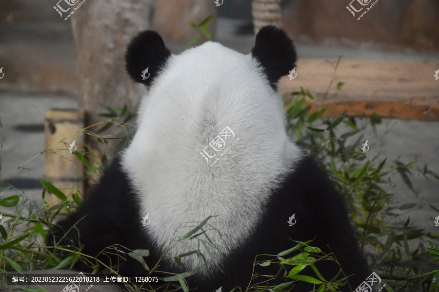 南宁动物园大熊猫绩美