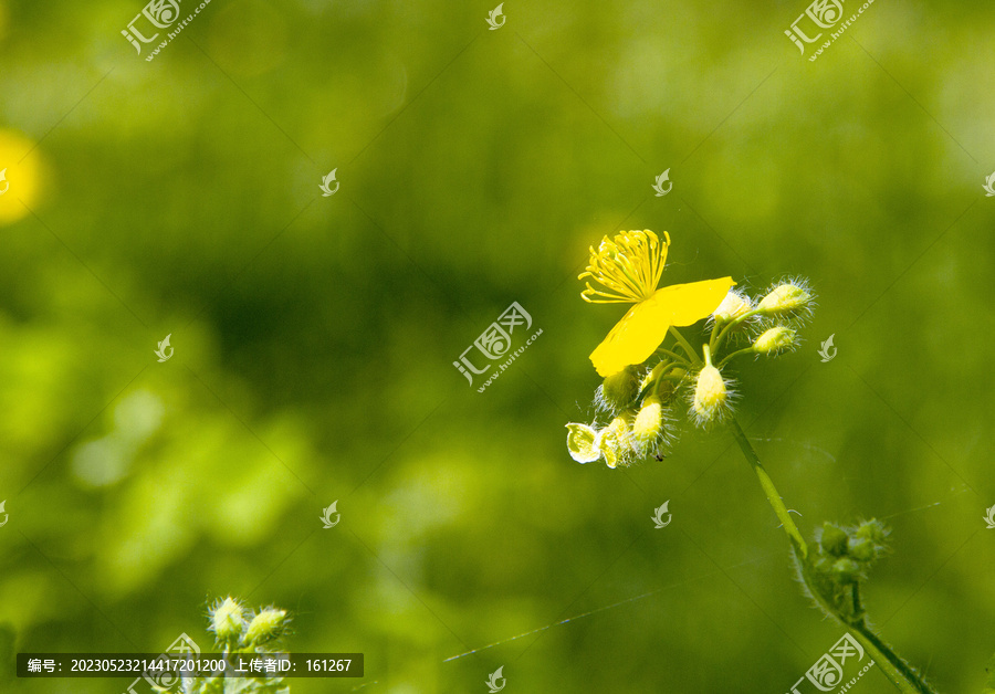 黄海棠花